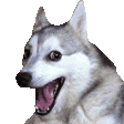 Animal Reactions animated emoji 3