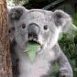 Animal Reactions animated emoji 2