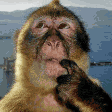 Animal Reactions animated emoji 6