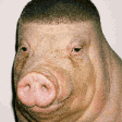 Animal Reactions animated emoji 5