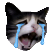 Crying Cat Reactions animated emoji 7