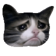 Crying Cat Reactions animated emoji 1